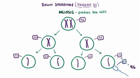 Down Syndrome Meiosis