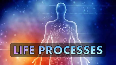 Ppt Life Processes Class 10 Notes Rajus Biology