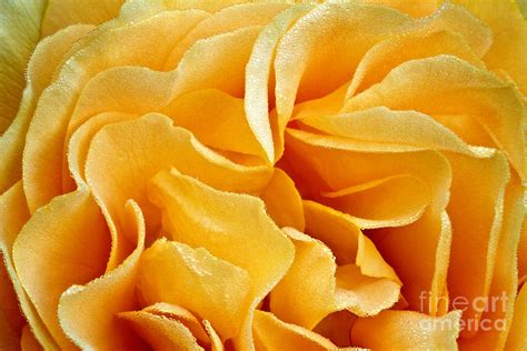 Yellow Rose Petals Macro Photograph By Carrie Cranwill Fine Art America