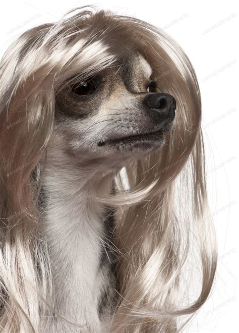 Close Up Of Chihuahua With Long Hair Wig 3 Years Old In Front Of