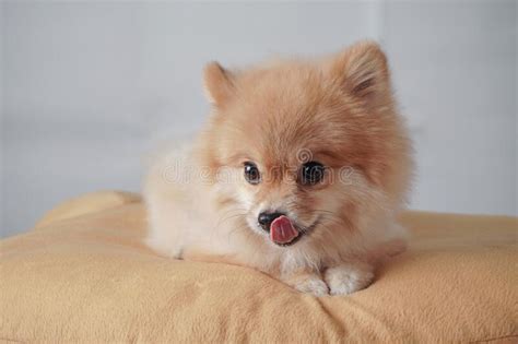 Dog Breed Or Pomeranian With Light Brown Hair Lying Down On Brown
