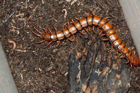 Scolopendra Subspinipes Dehaani Scolopendra Subspinipesbr Flickr