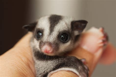 Sugar Gliders The Opossum You Can Keep At Home — Cypress Magazine