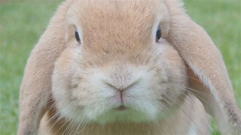 Cute Rabbit Close Up Face | HD Wallpapers