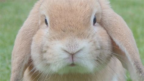 Find the perfect bunny face stock photo. Cute Rabbit Close Up Face | HD Wallpapers