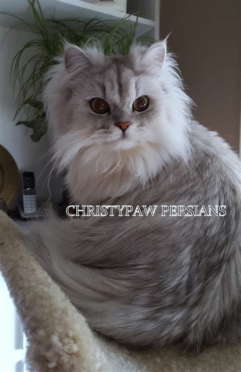 Shaded Silver Christypaw Persians