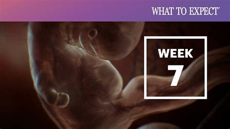 What Does A Miscarriage Look Like At 7 Weeks Pictures What Does