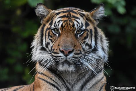 Sumatran Tiger Zoo Krefeld Mandenno Photography Flickr