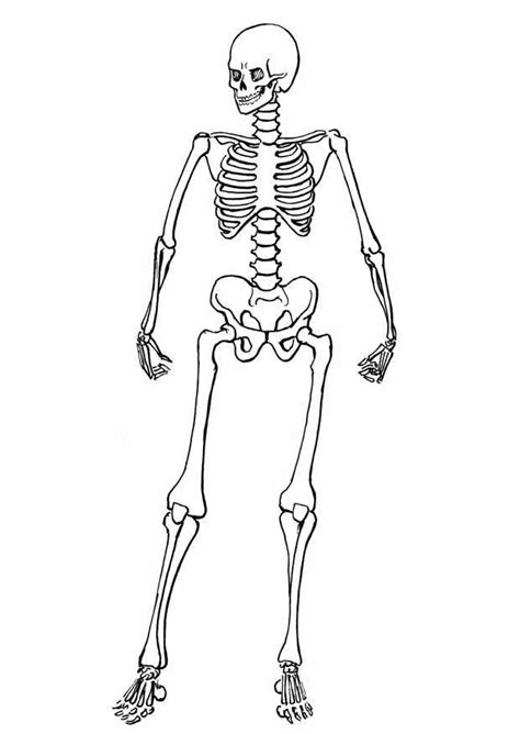 It was first described by american paleontologist elmer s. Pin von Zuhal auf Kindergarten | Malvorlage dinosaurier ...