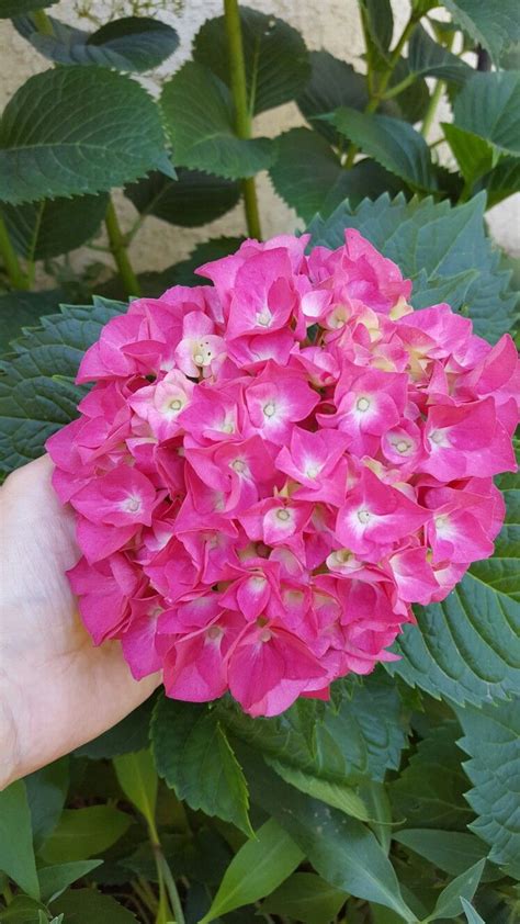 Too much direct afternoon sunlight. Pink Hydrangea