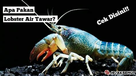 Kali ini kami membudidayakan lobster air tawar dengan lobster air tawar memiliki nilai gizi yang baik bagi kesehatan. Apa Makanan Lobster Air Tawar Yang Baik? Cek Disini ...