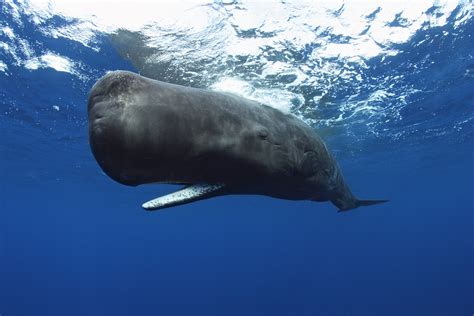 Whales Giants Of The Deep Opens April 3 2015 California Academy Of