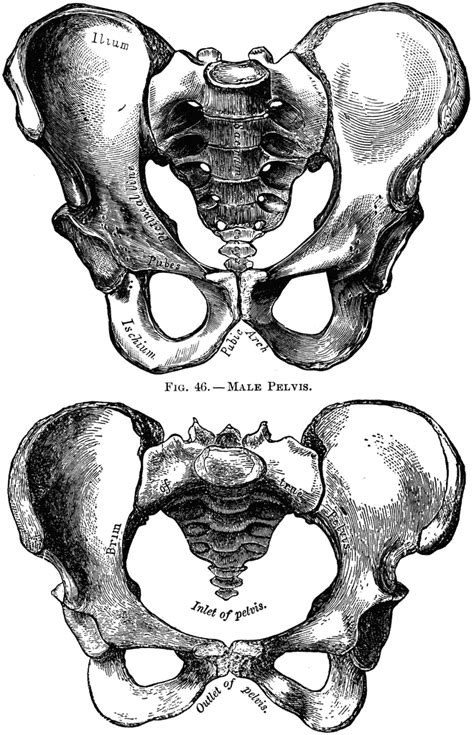 Pelvic Bone Male Vs Female