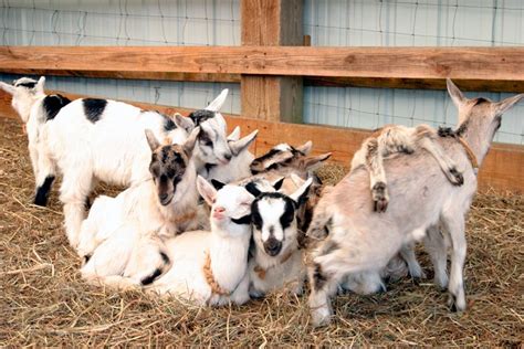 Baby Goats Pile 2 Celebrity Dairy