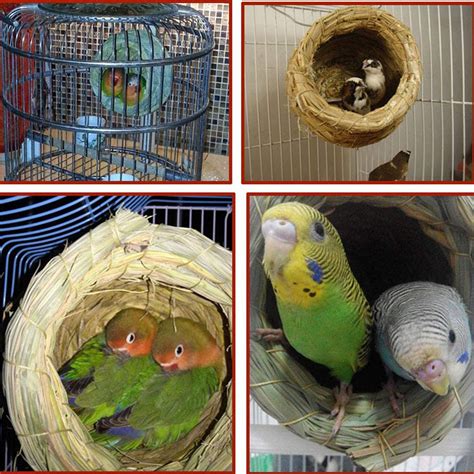 Quick Delivery Handwoven Straw Bird Nest Parrot Hatching House For