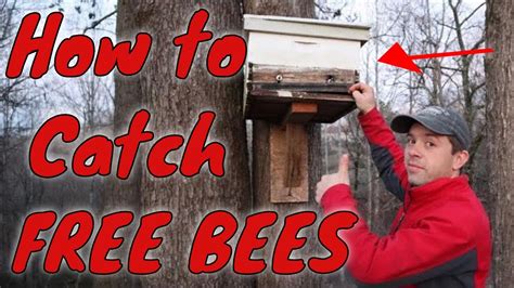 🔵how To Catch Swarms Of Honey Bees Youtube