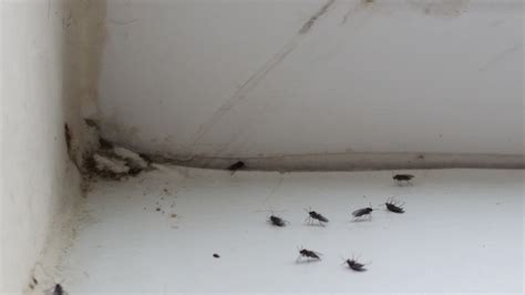 Window Sill Tiny Black Bugs In House Near Window Alene Pointer