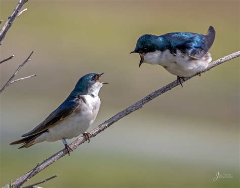 Photo Of Tree Swallows By Jay Spring In Irvine California Nature Birds Bird Species