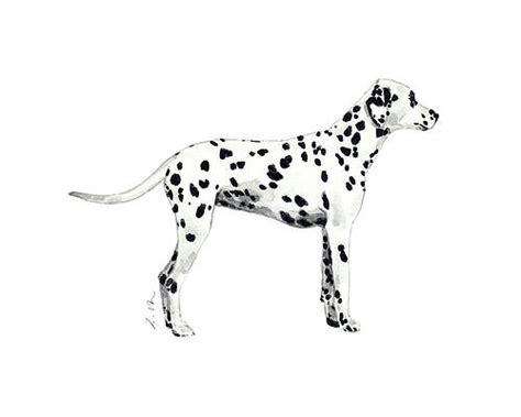 Art Print Dalmatian Dog Breed Giclee Watercolor Painting Wall Norway