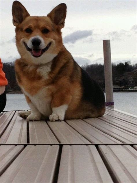 In the summer of 2007. My dog,Demon, the smiling Corgi! | Baby corgi, Corgi smile ...