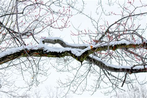 Snow Covered Branch Free Stock Photo Public Domain Pictures