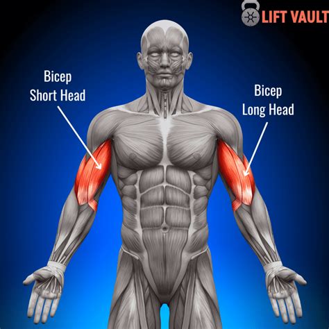 Hammer Curls Vs Bicep Curls Which Is Better 2024 Lift Vault