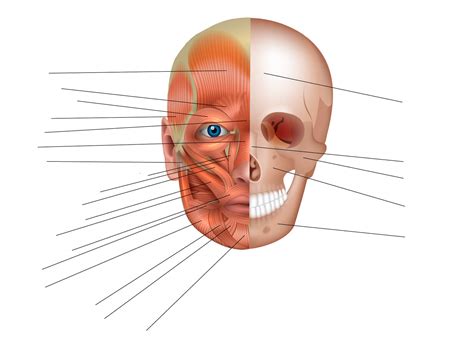 Huesos De La Cara Definición Concepto Y Qué Es
