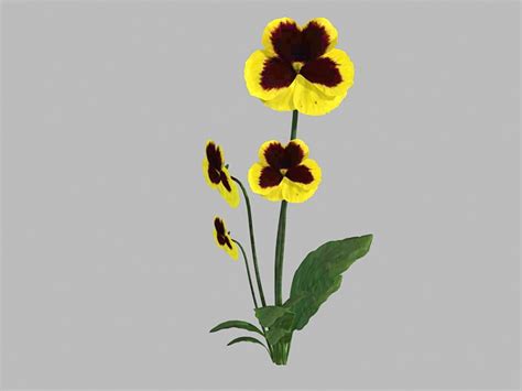Yellow Pansy Flowers 3d Model 3ds Max Files Free Download Cadnav