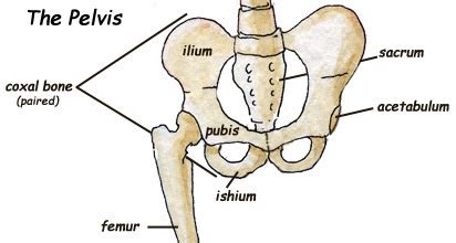The vertebra is the small bone, which is formed by the body and the arch. coxal bones