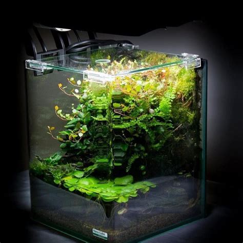 Always Wanted A Paludarium But You Dont Have Much Space Use A