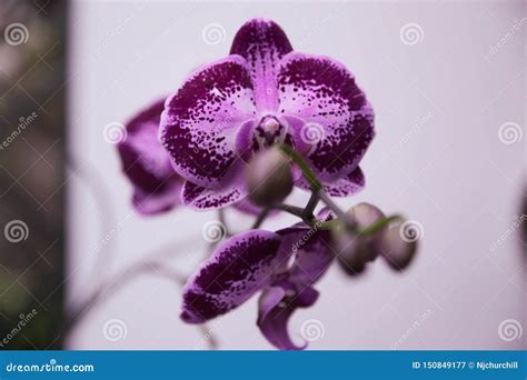 Rare Brazilian Orchid Stock Image Image Of Orchid Brazil 150849177