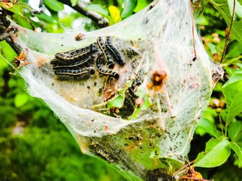 Eliminating Tent Worms Tent Caterpillar Home Remedy Solutions
