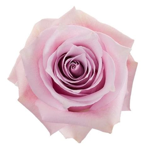 Free Delivery Premium Nautica Pink Roses Flowers Near Me