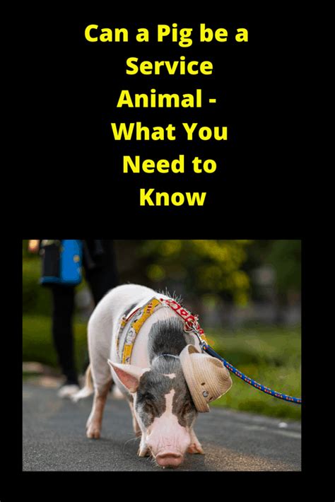 There is a defined difference between a service animal and emotional support animals or therapy animals. Can a Pig be a Service Animal - What You Need to Know ...