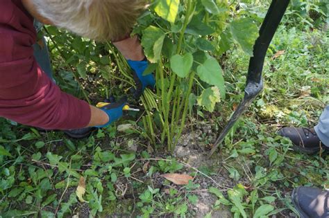 Digging Roots Adirondack Herbals