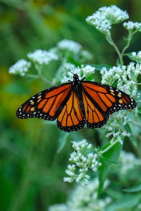A Monarch Butterfly Perched On A Plant Stock Photo Image Of Wings