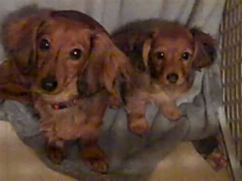 362 results for dachshund puppies for sale. female Dorkie ( dachshund/yorkie ) Puppy for sale in PA ...