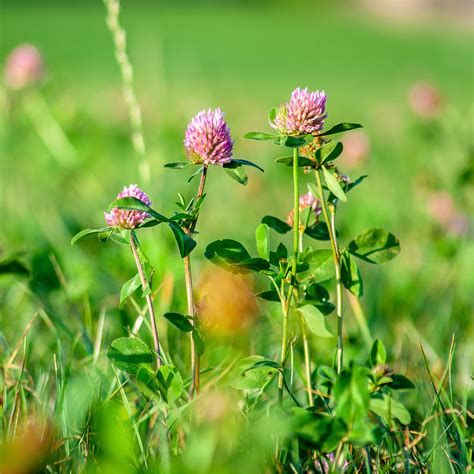 Mein schöner garten online shop. Spezialmischungen | Rasensamen | Rasen | Haus & Garten ...