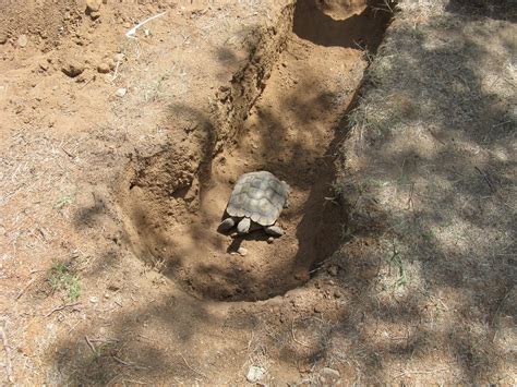 Welcome To Ridgecrest Building A Tortoise Burrow