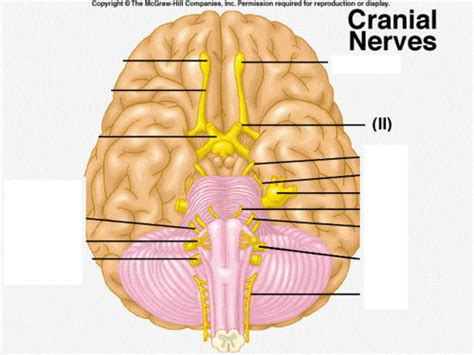 anatomy cranial nerves flashcards quizlet