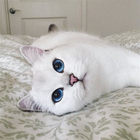 Faites la connaissance de Coby, le chat aux plus beaux yeux du monde