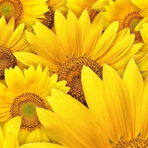 30 HD Yellow iPad Wallpapers | Sunflower wallpaper ...