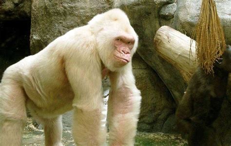 This Albino Gorillas Name From Barcelona Zoo Is Snowflake Just Fyi