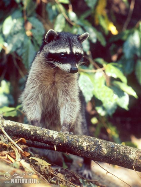 Procyon Lotor Pictures Northern Raccoon Images Nature Wildlife Photos