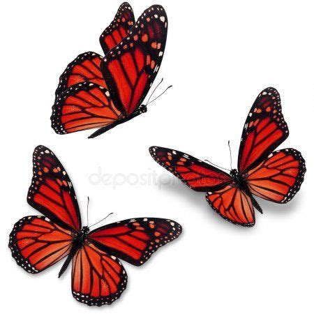 Mariposa monarca — Imagen de stock | Danaus plexippus, Mariposa monarca, Tatuaje de mariposa monarca
