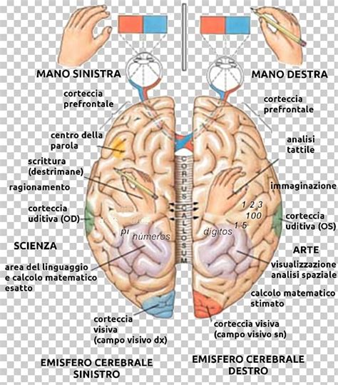 Lateralization Of Brain Function Cerebral Hemisphere Human Brain