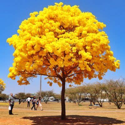 Árvores do Cerrado on Twitter Acabou de publicar uma foto em Brasília