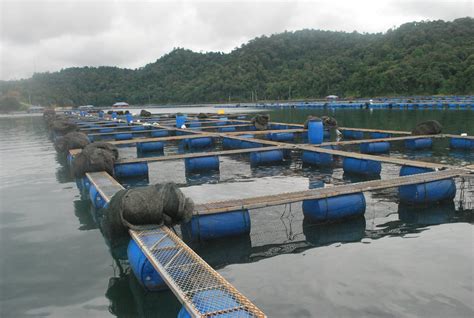 Reliance on aquaculture is expected to continue to increase, at several times the growth. Wan's Footprints the World: Aquaculture in Kenyir Lake ...