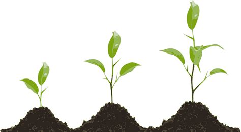 Plant Growing Clipart Png Download Full Size Clipart 5768145