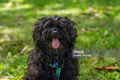 Black Moodle In Offleash Dog Park Stock Photo Download Image Now